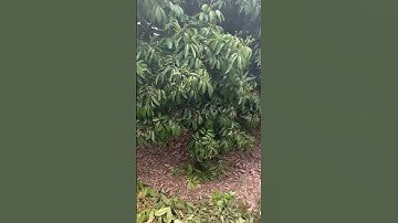 bds tân quang, lục ngạn, bắc giang(2)