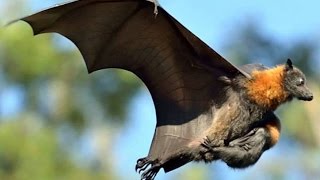 Grey headed flying foxes - Australia