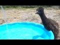 emu trying to get into a pool for 13 minutes and 21 seconds