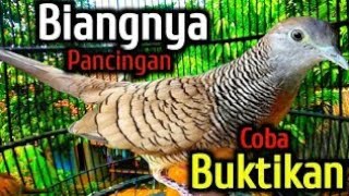 Perkutut Lokal GACOR Biangnya pancingan,jago memikat lawan dan kawan bos
