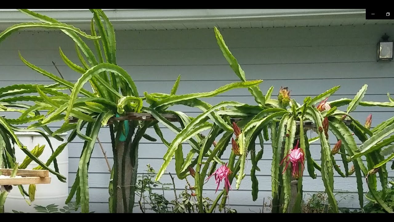 Dragon fruit growing from cuttings, 18-month update (1), 