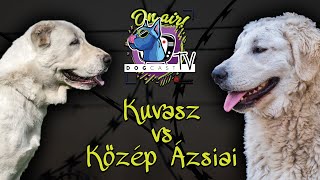 KözépÁzsiai Juhászkutya vs Kuvasz! Őrzővédő kutya bajnokság! DogCast TV