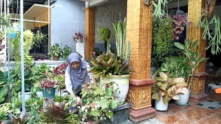 Download lagu Ayuk Merawat Dan Memperbanyak Anggrek (Part 2)