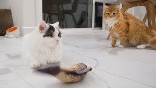 Chicken Cats vs Fish by 꼬부기아빠 My Pet Diary 25,667 views 4 years ago 3 minutes, 11 seconds