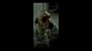 Labrador Thor Vs. Gandalf Sax