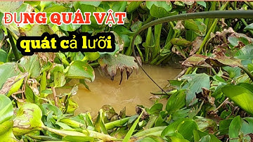 Câu cá rô đồng trúng Bầy cá tra nhưng lại thua một con khủng |great fishing HQBL #139