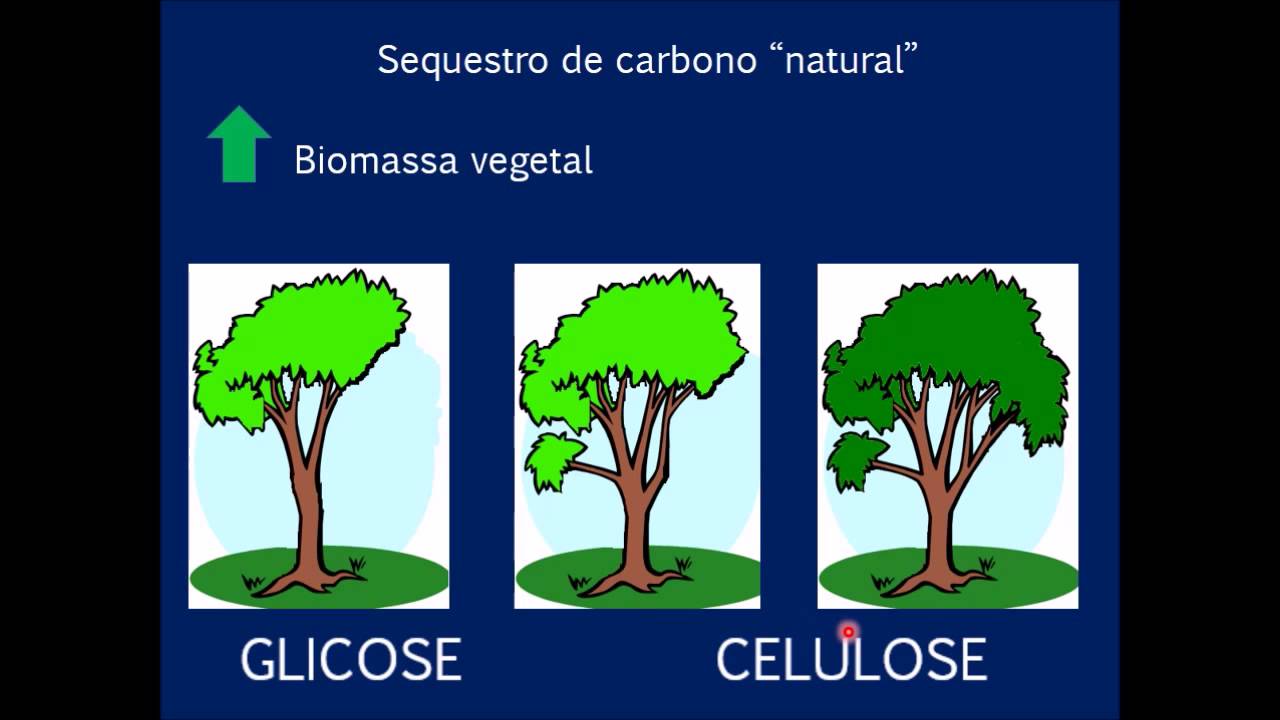 Explique Como Funciona O Sequestro Geologico De Carbono