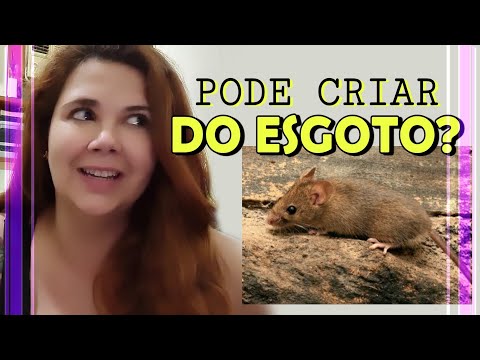 Vídeo: Como cuidar de ratos do bebê