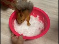 Ручной бельчонок играет со снегом!) Tame squirrel playing with snow