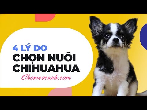 Video: Perthrin mất bao lâu để tiêu diệt bọ chét?