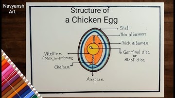 Structure of a Chicken Egg labeled diagram/How to draw and label structure of an Egg