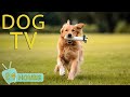 Dog tv entertainment for dogs  ease your dogs anxiety with our ultimate music collection