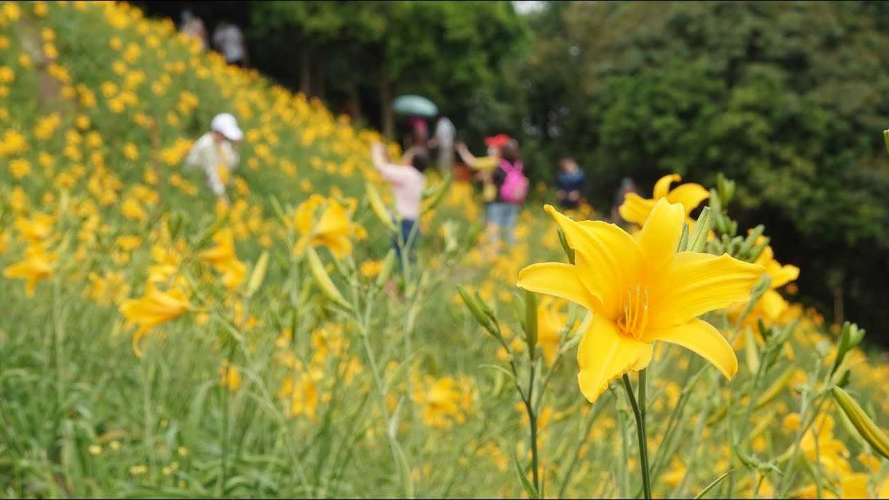 花壇虎山巖金針花季17日起拜拜兼賞花趣 Youtube