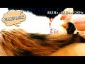 可愛い猫のための音楽｜888Hz 🐈猫ちゃんがぐっすり眠れる睡眠音楽 エンジェルナンバー周波数 ハープMIX　888Hz + 528Hz + 88Hz キャットセラピー,キャットヒーリング音楽