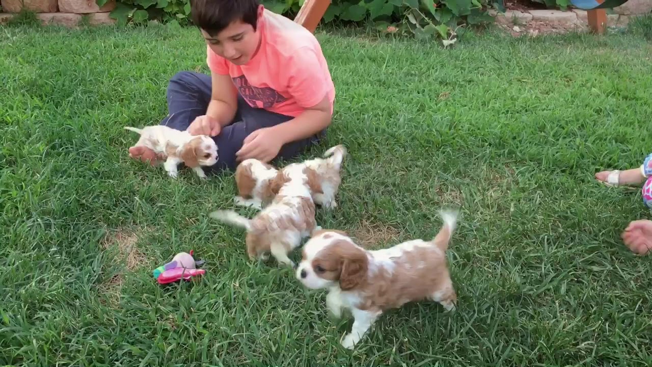 Blenheim Cavalier King Charles Spaniel Puppies Playing Outside Blenheim Cavalier King Charles Spaniel