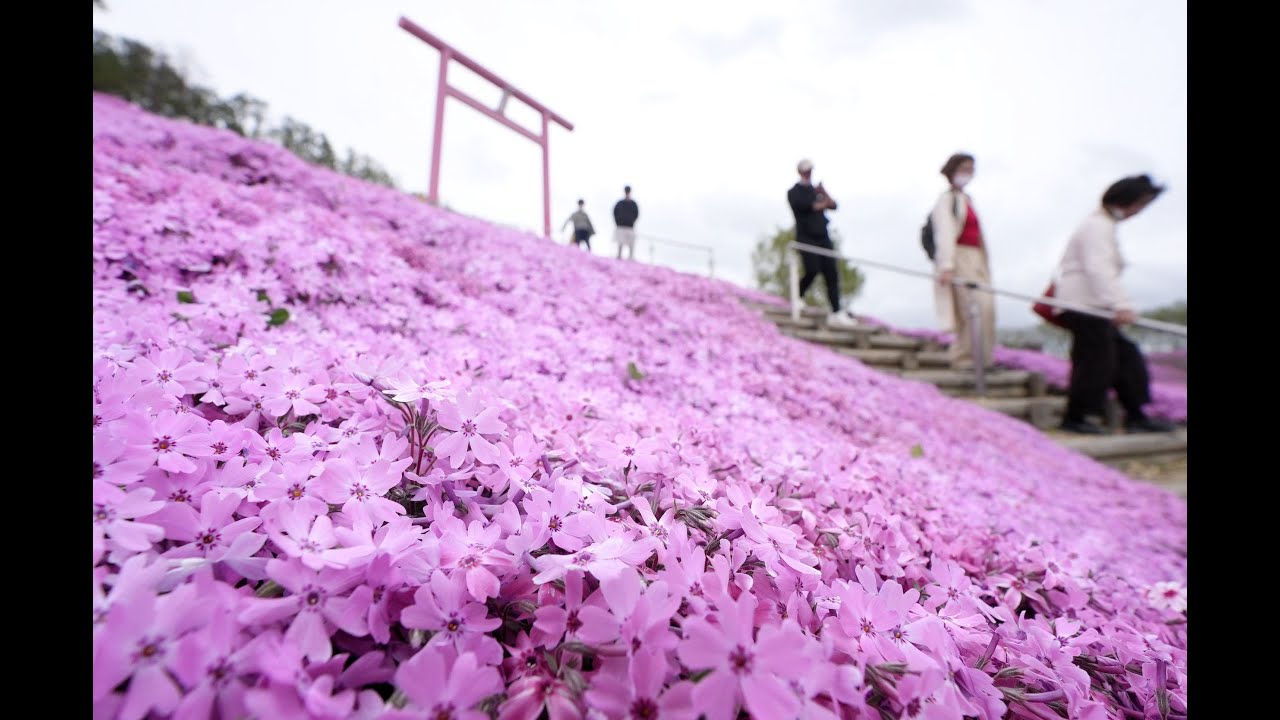Pink carpet of moss phlox in Hokkaido - YouTube