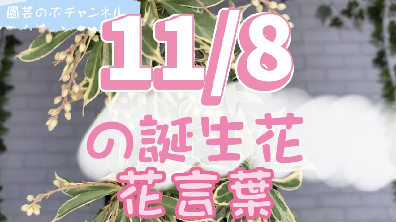 11/8の誕生花と花言葉【園芸のぶチャンネル】【11月】【8日