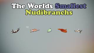 World’s Smallest Nudibranchs: 5 Species You Won’t Believe Exist