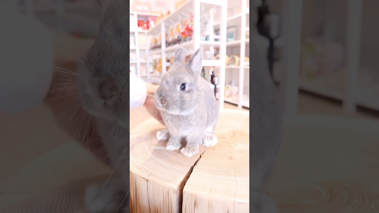 ウサギさん専用 ネザーランドドワーフ A15 オパール 男の子 うさぎ専門店 うさぎ