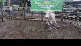 Lote Nro. 116