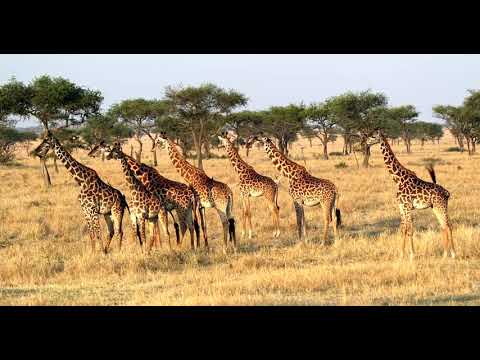 4k-uhd-safari-wildlife-tanzani
