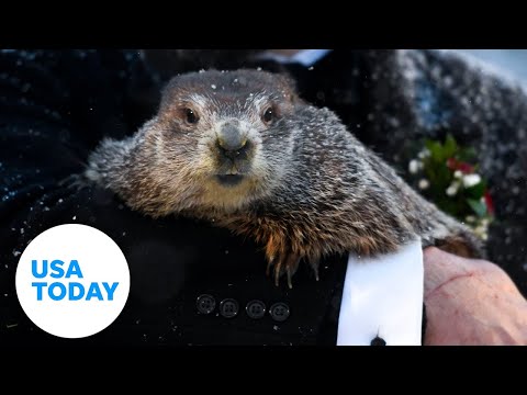 Punxsutawney Phil predicts more winter on Groundhog Day | USA TODAY