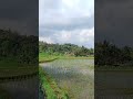 Tah didinya lembur Kuring pasawahan Kuring