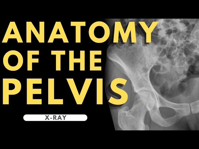 The pelvis  Radiology Key