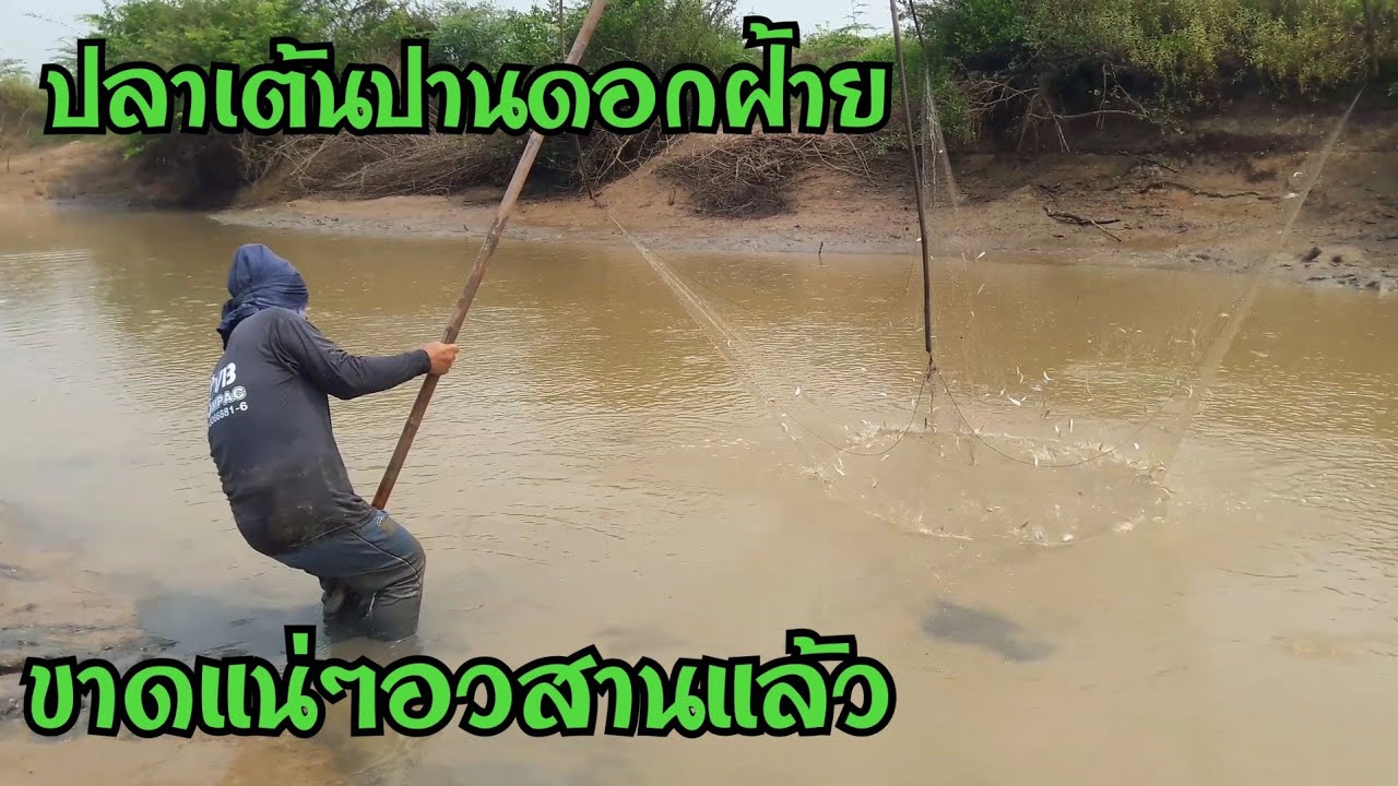 อวสานแล้วสะดุ้งดางนี้ เกิดมาพึ่งเคยเจอปลาเยอะมากๆเอายังไงถึงจะหมดหมานคักหมานแน EP57