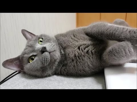 【無音動画】寝てる猫を起こさぬよう静かに撮ってるだけの動画 - YouTube kokesukepapa