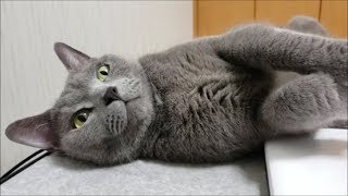 【無音動画】寝てる猫を起こさぬよう静かに撮ってるだけの動画