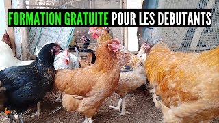 DEBUTANT: Formation Gratuite de poulet (Réussir son élevage de poulet en 4 étapes) investir au pays