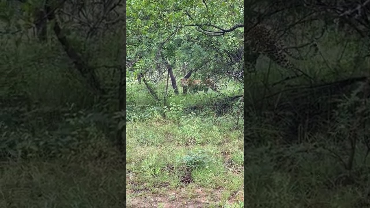Leopard Sighting 