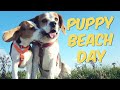 Cute puppy playing first time at the beach