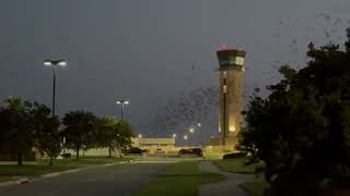 Purple Martins in Wichita Kansas