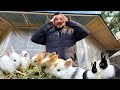 Rabbits ne tw aaj bht bara surprise diya - Itnay sary bunnies 😁 - Ducks ne bhi eggs de diya