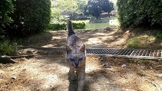 顔見ると必ず挨拶にくる野良猫、今日も来た