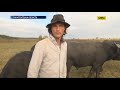 Німецький фермер відтворює популяцію карпатських буйволів на Закарпатті