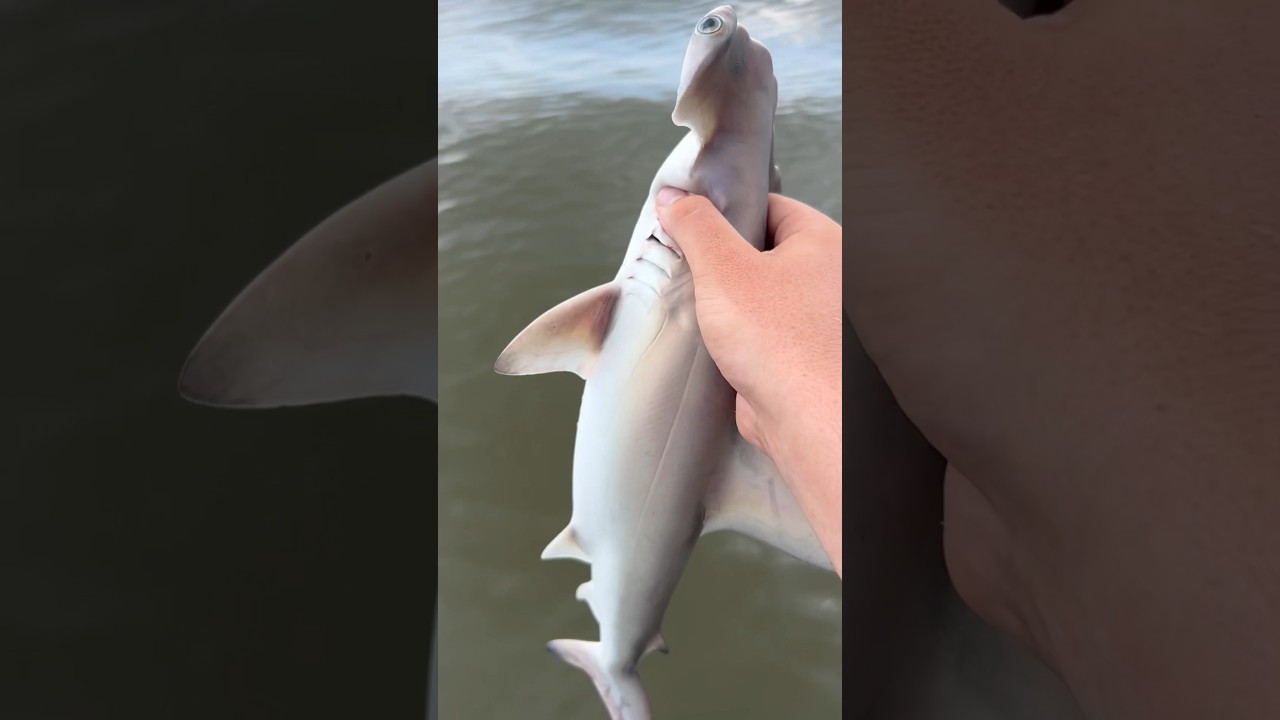 Baby Hammerhead Shark caught in Louisiana! YouTube