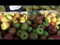 Яблука Honey Crisp  на Поділлі .    Honey Crisp apples in Podillya