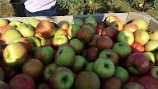 Яблука Honey Crisp на Поділлі .  Honey Crisp apples in Podillya