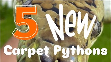 We Got 5 NEW Carpet Pythons!!!