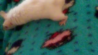 Cute Mouse Time w Clear