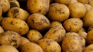 Три самых урожайных сорта картофеля