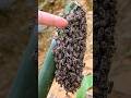 Summoning Thousands of Honey Bees: A Natural Wonder