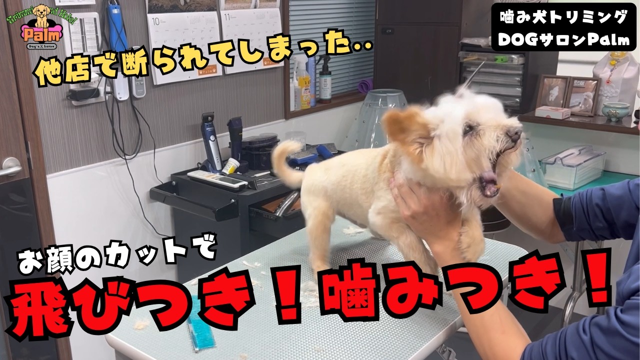 初来店】母犬との別れ・トリマーの独立など重なり噛みつくようになって