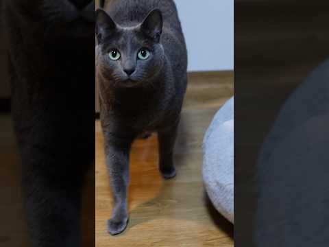 배고프다 #shorts #cat #funny