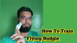 How To Tame Trust Budgies Urdu/Hindi