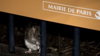 Rat attack: Paris declares war on city’s exploding rodent population