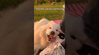 That’s the most important thing of it all 🫶🏻 #doggybestfriend #samoyed #seniordog
